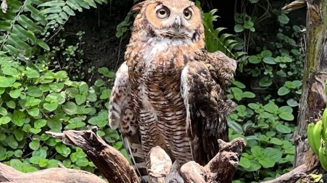 Alarma en Chiapas: Más del 50% de las especies de búhos en riesgo de extinción