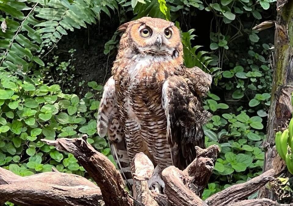 Alarma en Chiapas: Más del 50% de las especies de búhos en riesgo de extinción