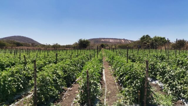 Estudiante chiapaneca presenta innovador proyecto para el control biológico de enfermedades en cultivos de tomate