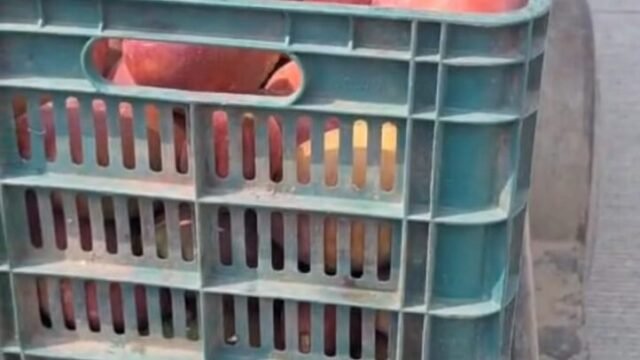 Bajos precios de jugueras afectan a productores de mango en Chiapas