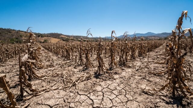 Advierte Unach riesgo para seguridad alimentaria de Chiapas por fenómeno de Súper Niño