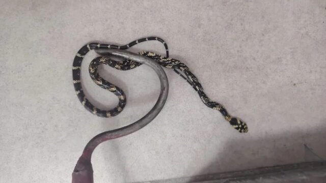 Bomberos capturan serpiente tigre dentro de farmacia en barrio Guadalupe de Tuxtla