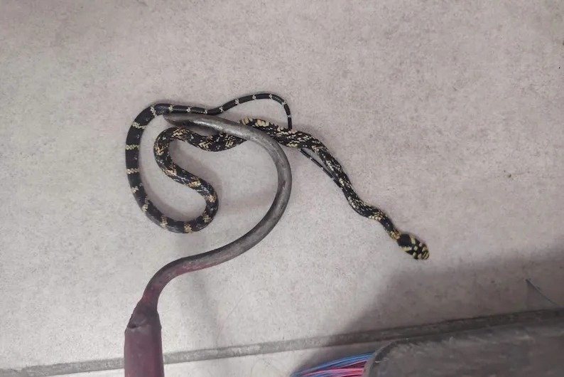 Bomberos capturan serpiente tigre dentro de farmacia en barrio Guadalupe de Tuxtla