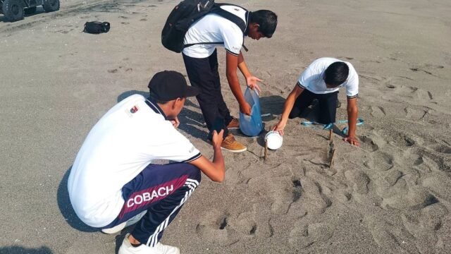 Estudiantes detectan microplásticos en playas y zona de anidación de tortugas en Chiapas