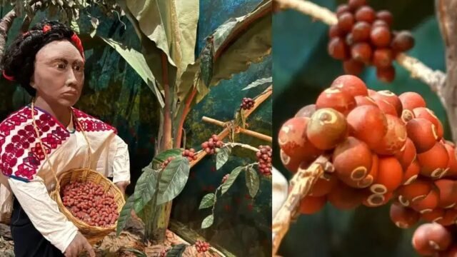 Presentan Chiapas Coffee Summit 2026 en Tapachula para impulsar café chiapaneco