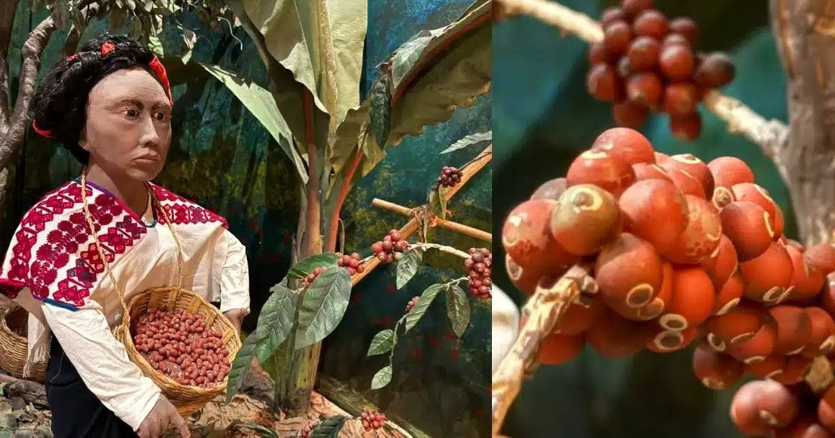 Presentan Chiapas Coffee Summit 2026 en Tapachula para impulsar café chiapaneco