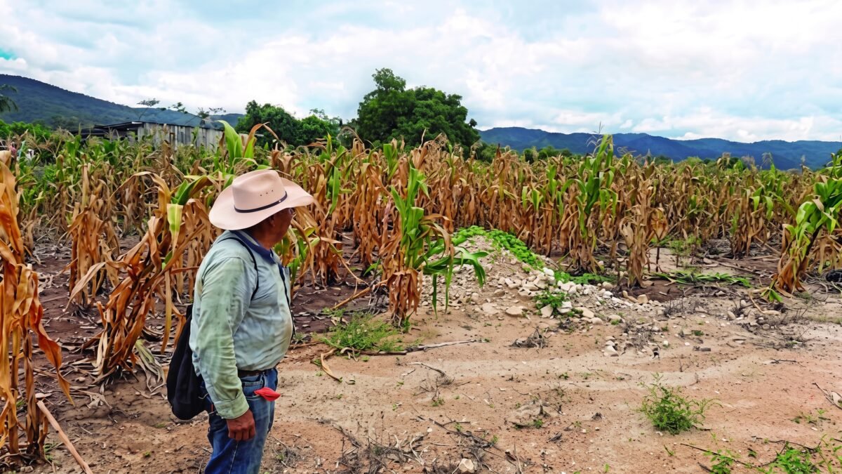 Sequía prolongada daña cultivos de maíz y frijol en 52 municipios de Chiapas