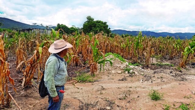 Sequía prolongada daña cultivos de maíz y frijol en 52 municipios de Chiapas