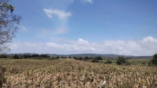 Verifican daños por sequía en maíz para definir pagos del seguro agrícola en Chiapas