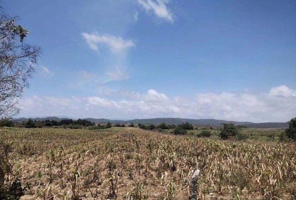Verifican daños por sequía en maíz para definir pagos del seguro agrícola en Chiapas