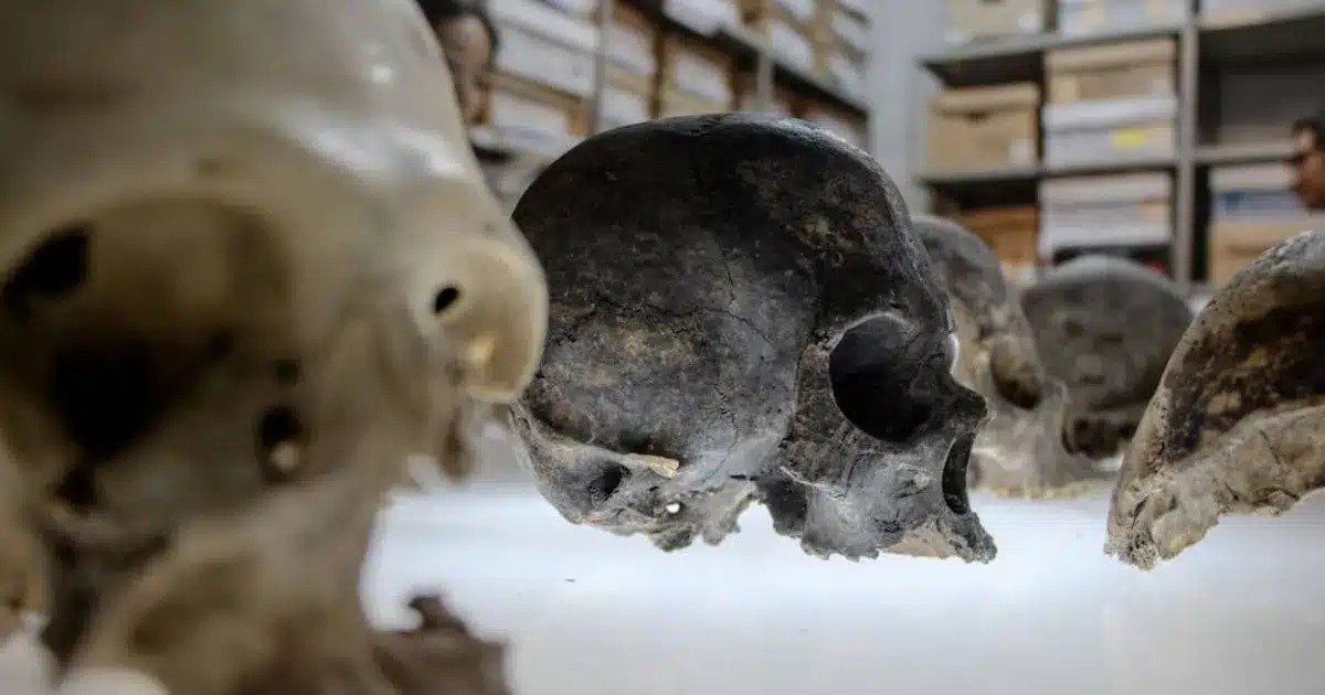 165 cráneos en una cueva de Comalapa: el tzompantli que cambia lo que se sabía de los mayas