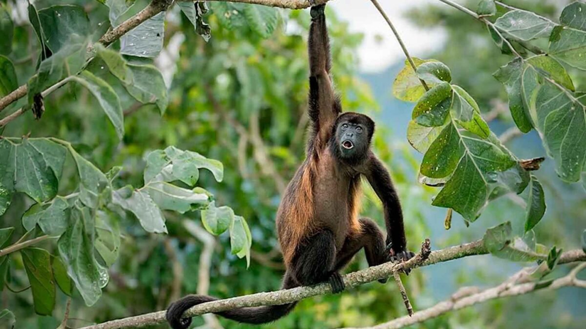 38.5% de saraguatos muestreados en la Selva Lacandona tiene parásitos intestinales