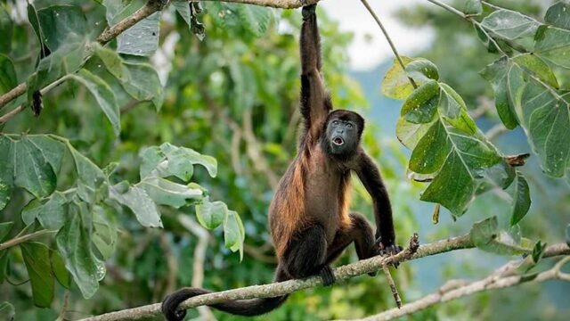38.5% de saraguatos muestreados en la Selva Lacandona tiene parásitos intestinales