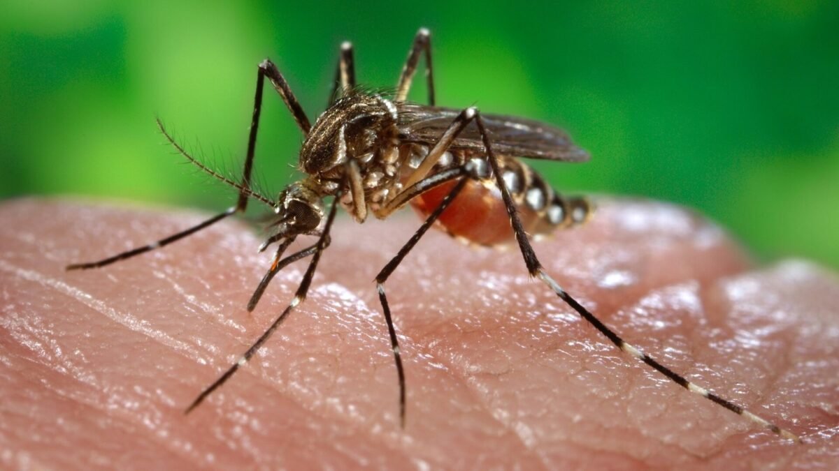 84% de casos tipo dengue en el Valle Central eran chikungunya, revela estudio