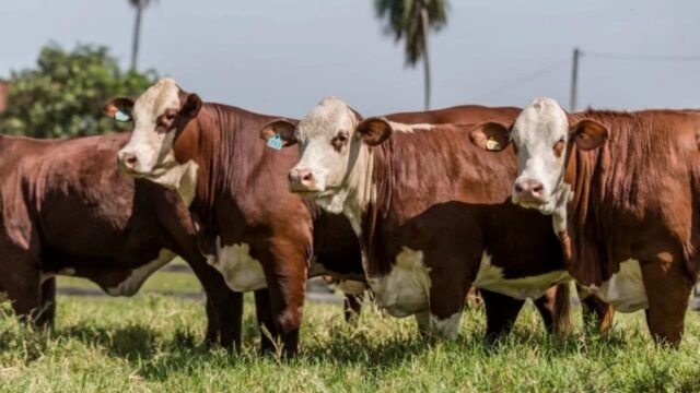 Abre México la puerta a la carne paraguaya: Senasica da aval tras auditar frigoríficos