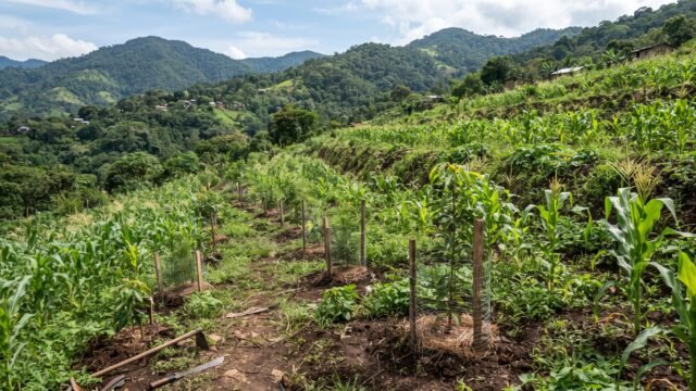 Académicos de Ecosur señalan a técnicos como reto de Sembrando Vida en Chiapas
