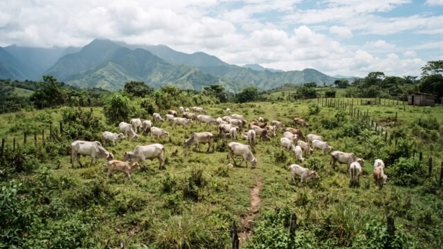 Acumula México más de 41 mil casos de gusano barrenador y Chiapas es zona prioritaria