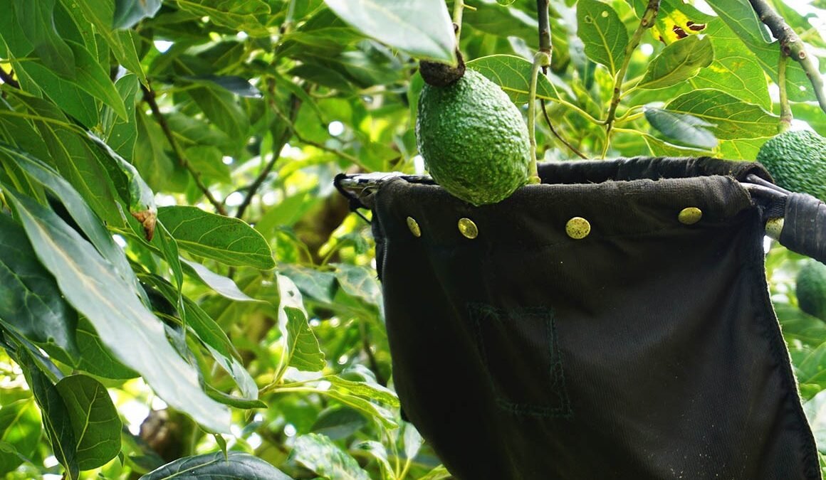 Aguacate por las nubes: anuncian que su precio subirá por la alta demanda en Estados Unidos