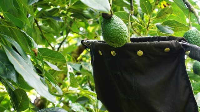 Aguacate por las nubes: anuncian que su precio subirá por la alta demanda en Estados Unidos