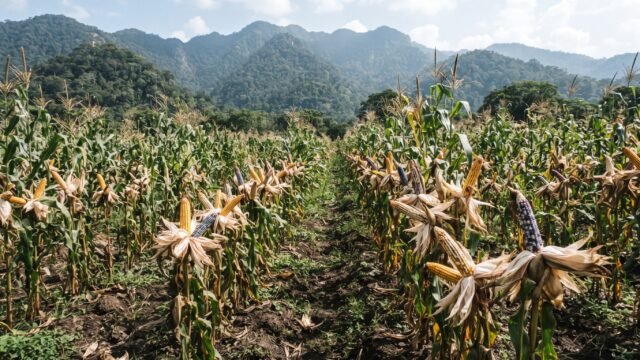 Analizan en encuentro virtual retos de la producción de maíz criollo en Chiapas