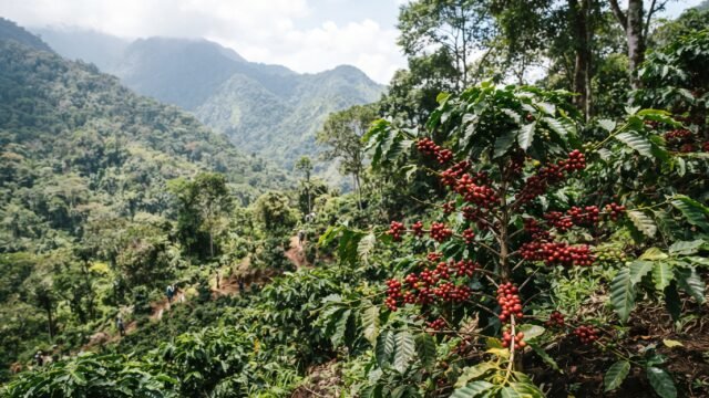 Anuncian Chiapas Coffee Summit 2026 en Tapachula con compradores de cinco países