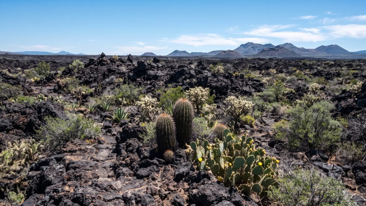 ¡Arca viva en la UNAM!: Pedregal de San Ángel resguarda mil 800 formas de vida únicas