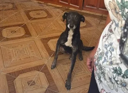 Atienden reporte de presunto abandono de perro en San Cristóbal y lo hallan en buen estado