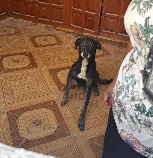 Atienden reporte de presunto abandono de perro en San Cristóbal y lo hallan en buen estado