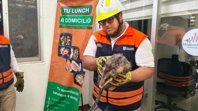 Atorado entre paredes y paseando en Xamaipak: rescatan a un perro y a un tlacuache en Tuxtla