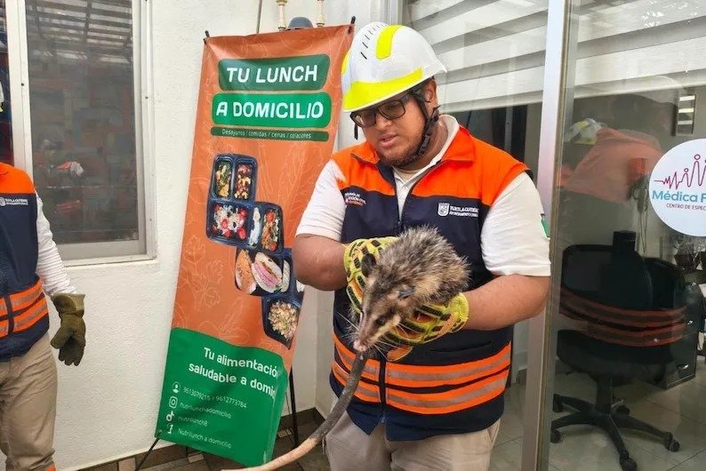 Atorado entre paredes y paseando en Xamaipak: rescatan a un perro y a un tlacuache en Tuxtla