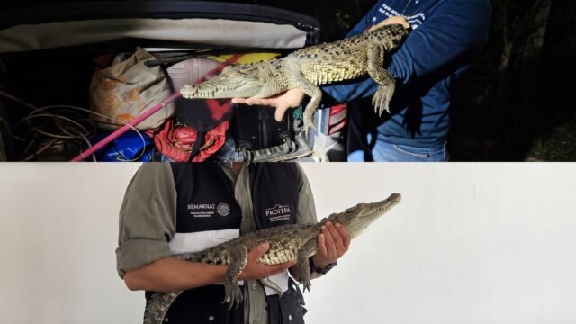 Atrapan a hembra de cocodrilo en Puebla: la traen a Chiapas para devolverla a su hábitat