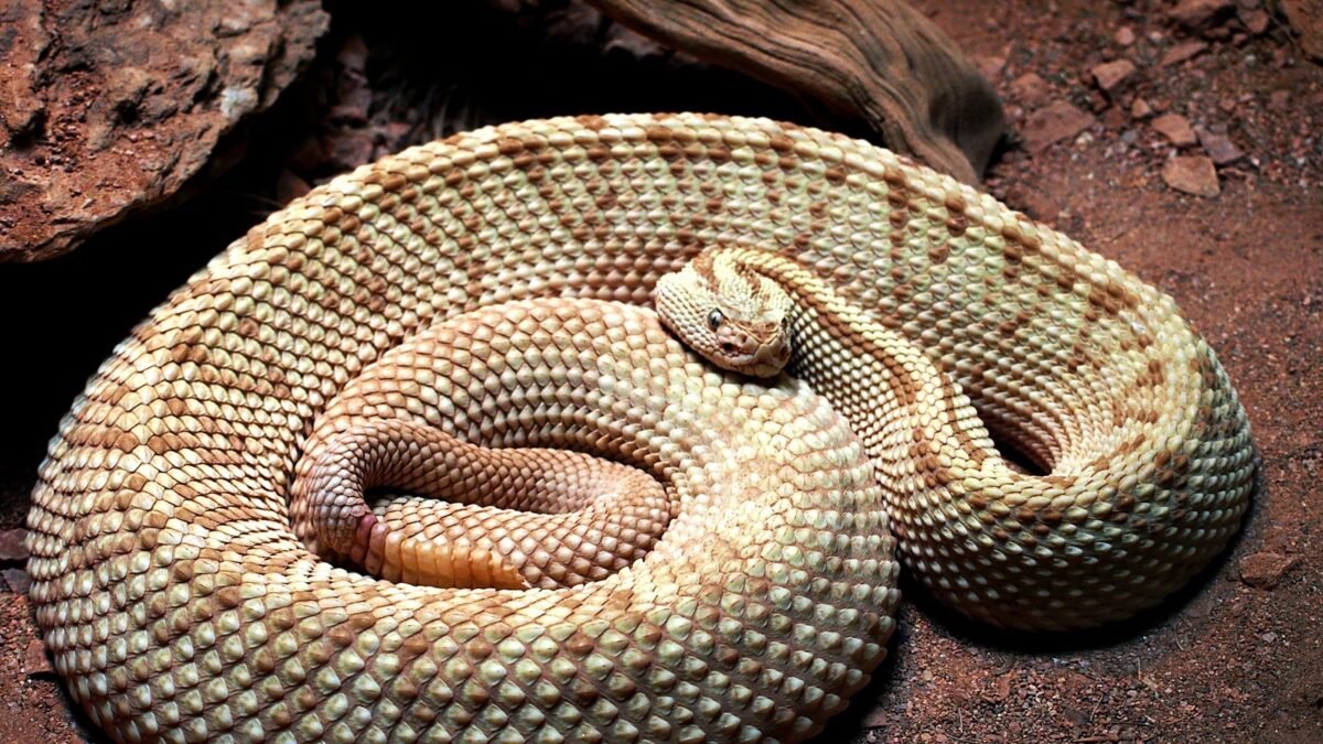 ¡Cada minuto cuenta!: Chiapas suma 227 mordidos por serpiente y la cascabel se dispara 50%