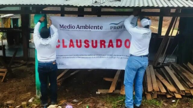 Caen sobre El Abuelo en Comitán: Profepa clausura aserradero por 13.5 m³ de pino sin papeles
