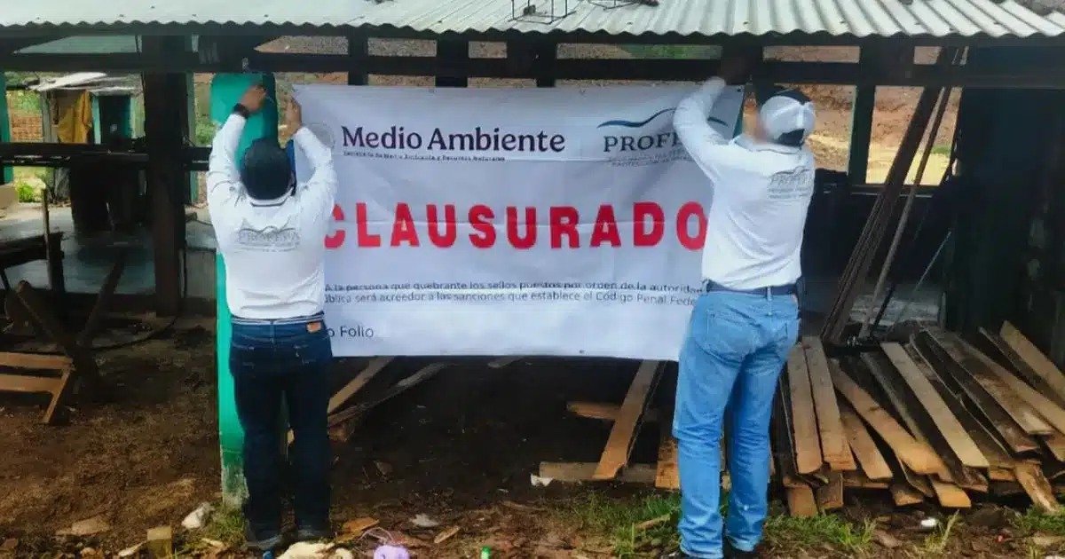Caen sobre El Abuelo en Comitán: Profepa clausura aserradero por 13.5 m³ de pino sin papeles