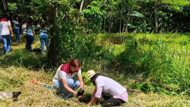 Cecyt 24 impulsa restauración ecológica con especies nativas en Benemérito de las Américas