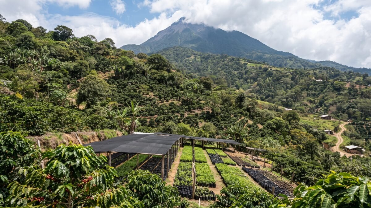 Celebran Día Internacional del Café con productores en la Reserva del Volcán Tacaná
