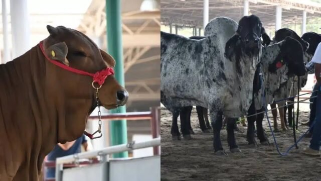 Chiapas se consolida como potencia agropecuaria con segundo lugar en superficie agrícola