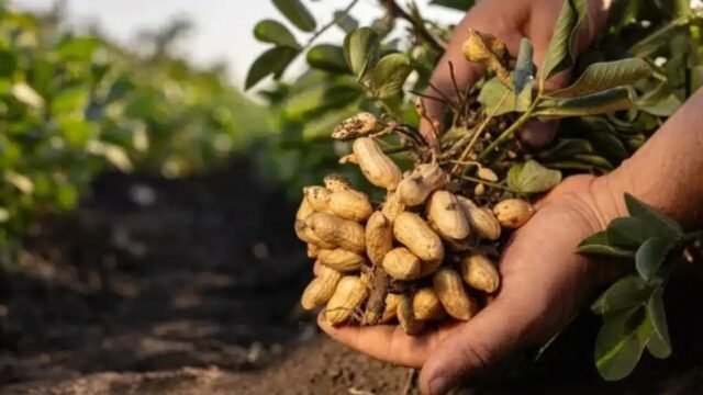 Chiapas se consolida como tercer productor nacional de cacahuate en 2025