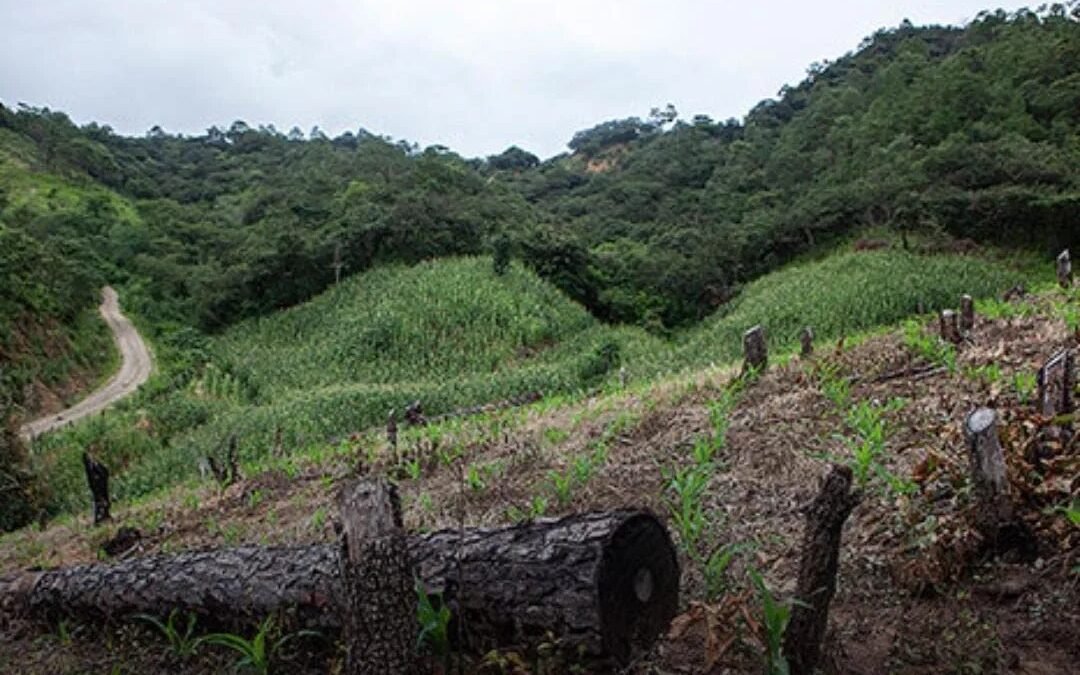 Chiapas se cuadra ante la Corte: respetará fallo sobre Los Chimalapas y apuesta por diálogo con Oaxaca