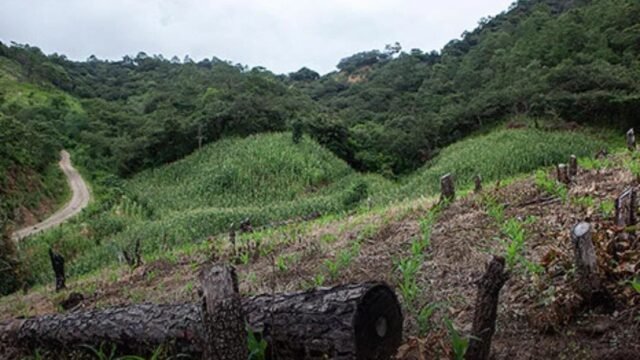 Chiapas se cuadra ante la Corte: respetará fallo sobre Los Chimalapas y apuesta por diálogo con Oaxaca