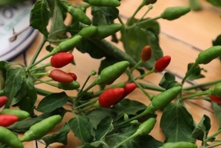 Chile chimborote de Chiapas en riesgo por bajo consumo y efectos de la sequía