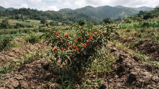 Chile chimborote, endémico de Chiapas, está en riesgo de desaparecer