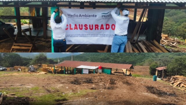 Clausuran El Abuelo en Comitán: no comprobó más de 13 metros cúbicos de madera de pino
