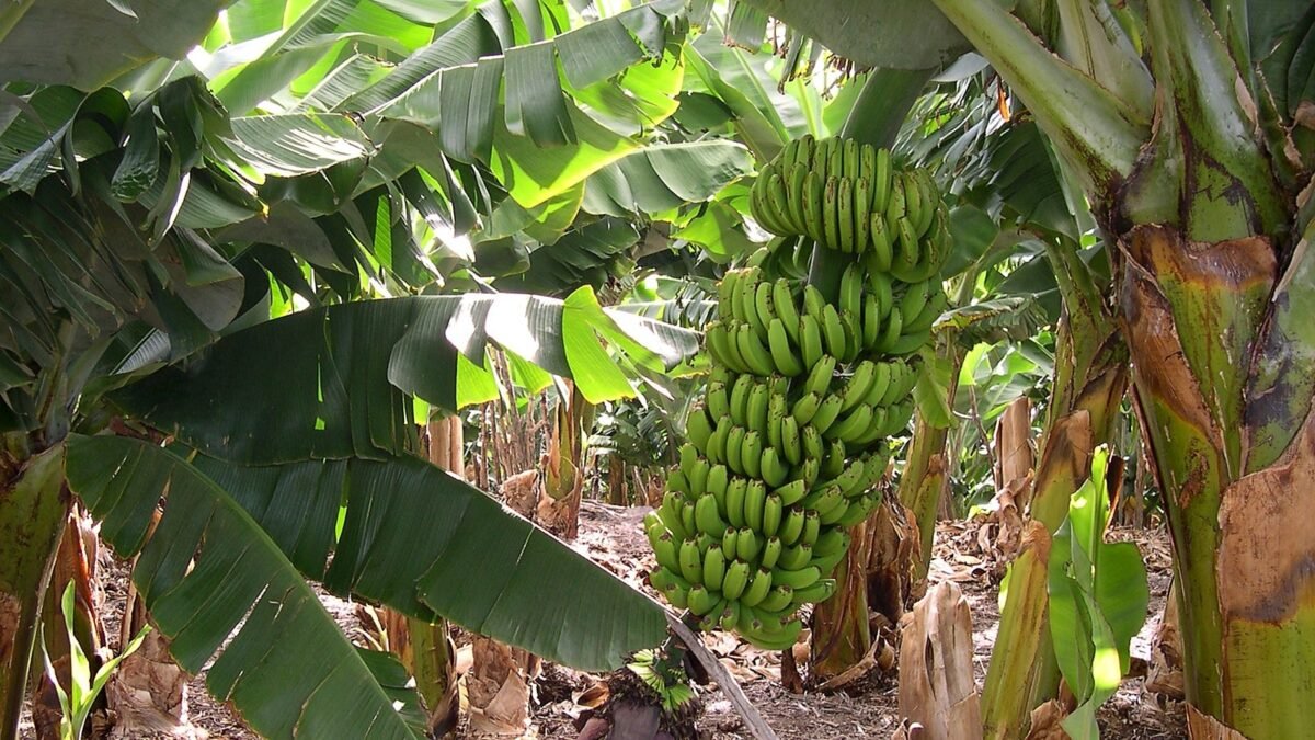 Con ADN en mano: UNACH registra el genoma del plátano de seis fincas del Soconusco