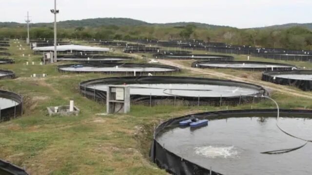 Conapesca abre registro para subsidio de 50% en luz a acuicultores de Chiapas