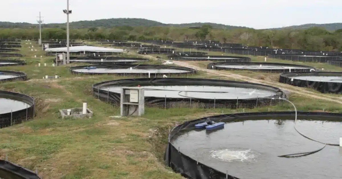 Conapesca abre registro para subsidio de 50% en luz a acuicultores de Chiapas