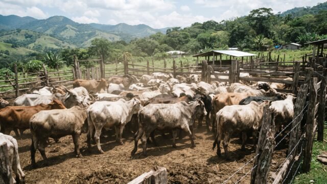 Concluye en Osumacinta campaña sanitaria con más de mil 200 cabezas de ganado protegidas