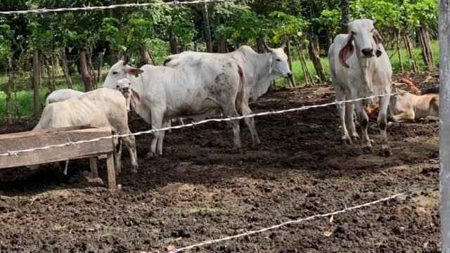 Contrabando de ganado por el Suchiate propaga gusano barrenador en Chiapas