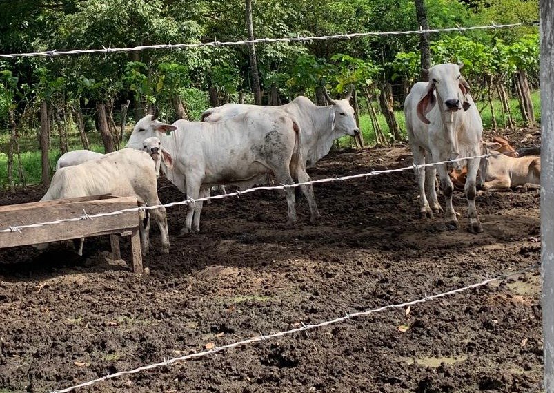 Contrabando de ganado por el Suchiate propaga gusano barrenador en Chiapas
