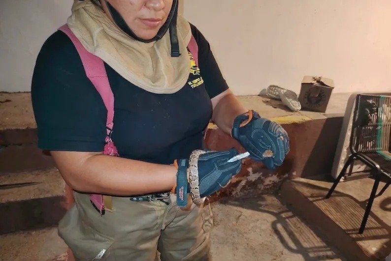 Coralillo y boa movilizan a Protección Civil y Bomberos en Tuxtla Gutiérrez